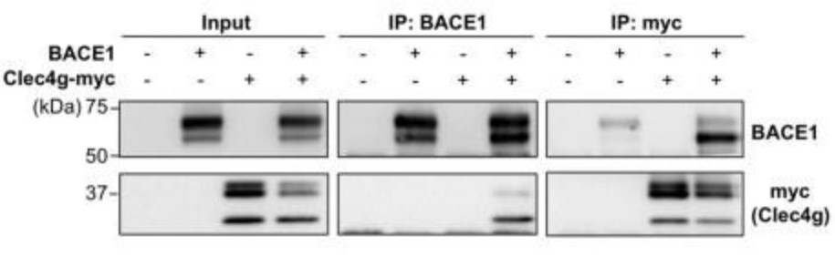 Cells were lysed, and BACE1 or Clec4g-myc was immunoprecipitated.jpg